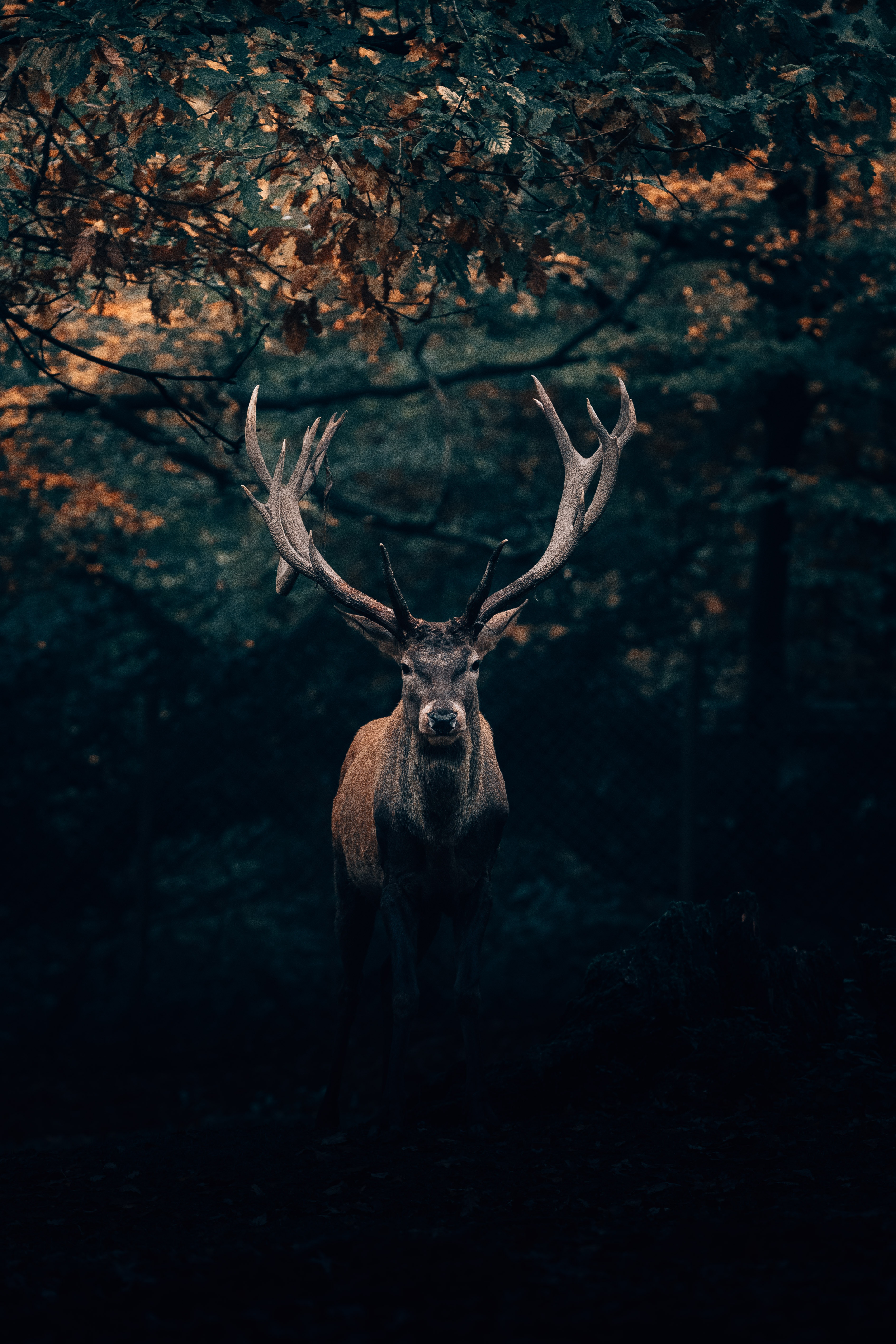 The mythical stag, Eikthyrnir.